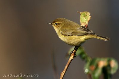 Common Chiffchaff