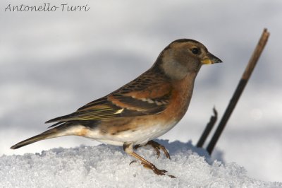 Brambling