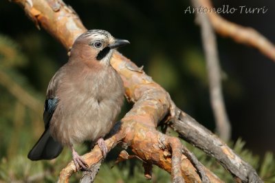 Corvidae