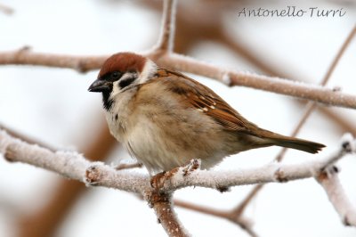 Eurasian Tree Sparrow