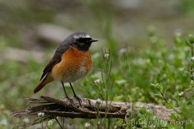 Common Redstart (m.)