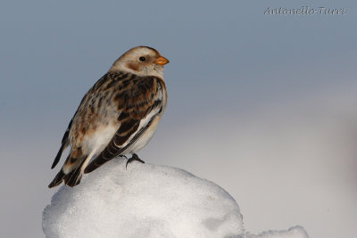 Snow Bunting