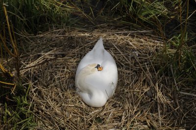 Swan on nest.JPG