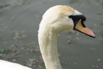 swan.jpg