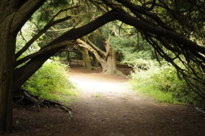 Newlands Corner.JPG