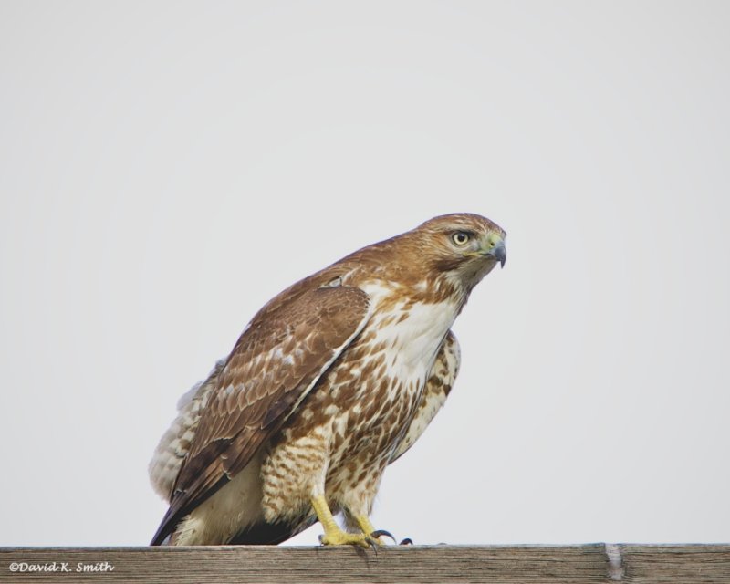 Rough Legged Hawk