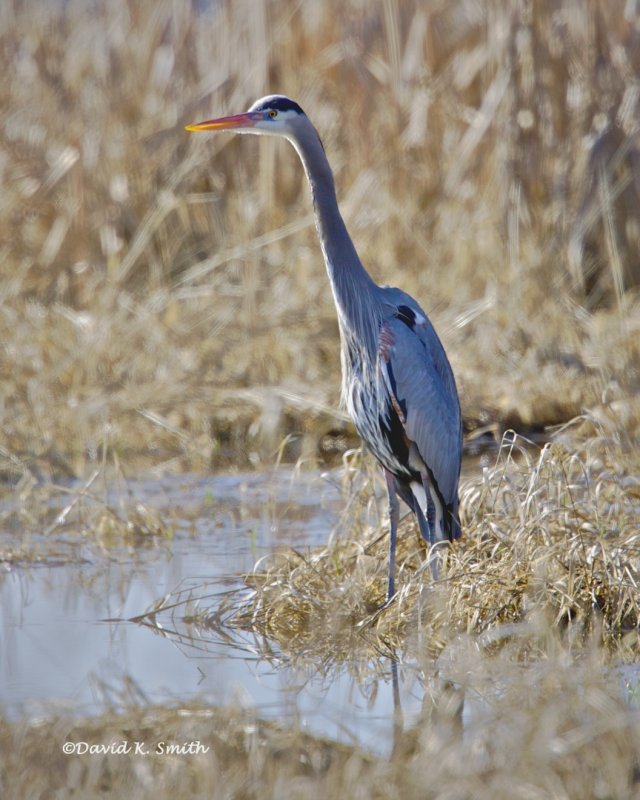 Great Blue Heron