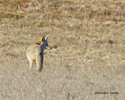 Coyote with three legs