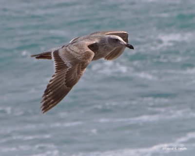 Western Gull Morro Bay CA