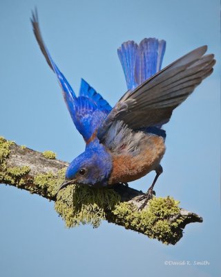 Western Blue Bird Turnbull NWR