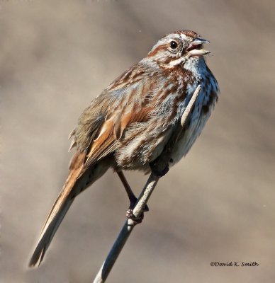 Song Sparrow Turnbull NWR