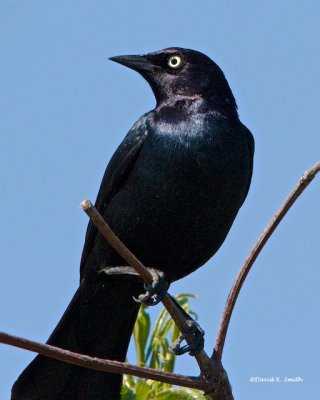 Brewer's Black Bird