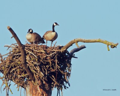 Geese in Osprey Nest Turnbull NWR