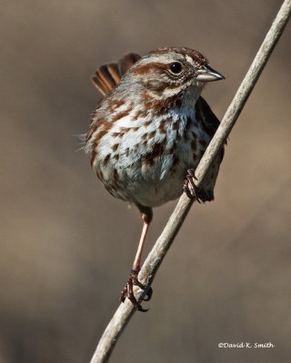 Song Sparrow Turnbull NWR