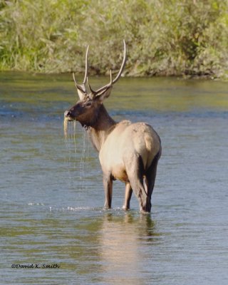 Elk Western Montana