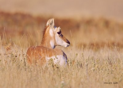 Antelope Western Montana