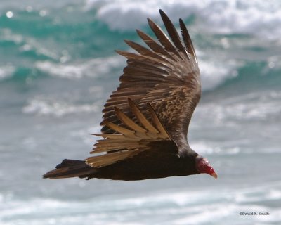 Turkey Vulture Morro Bay CA