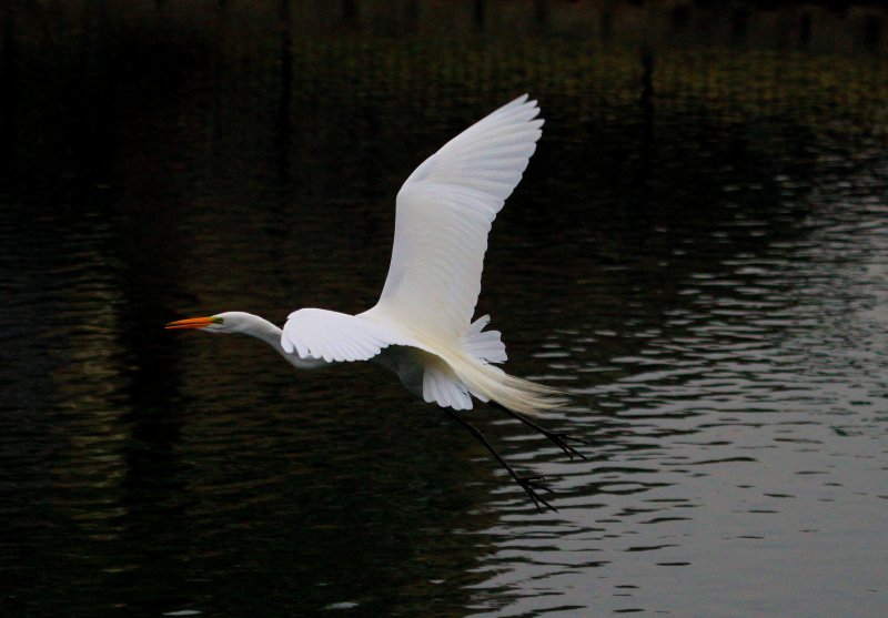 Egret