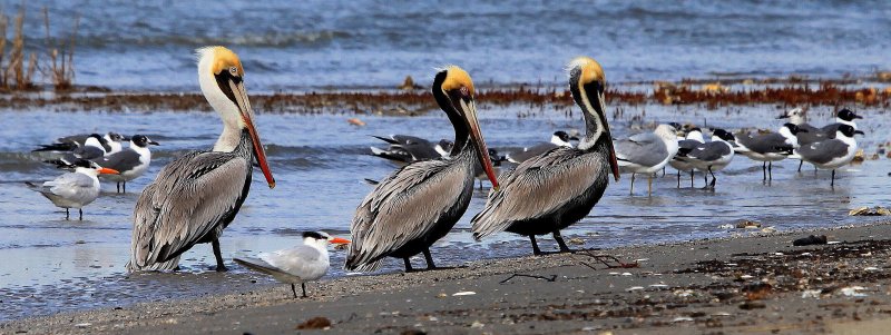 Pelican