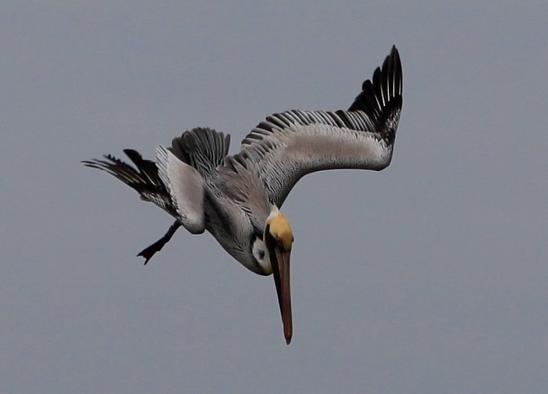 Pelican