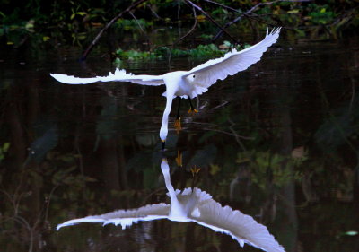 Egret