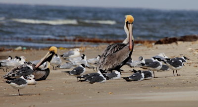  Pelicans 