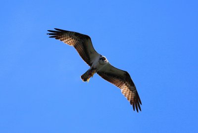 Osprey
