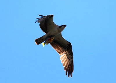 Osprey