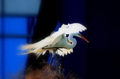 Egret