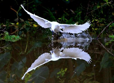 Egret