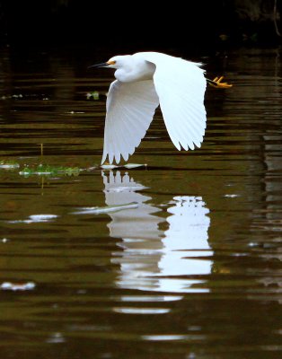 Snowy Egret