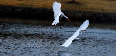 Egret