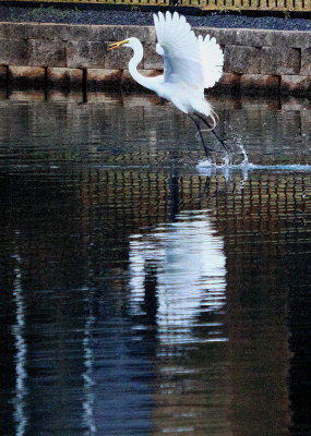 Egret