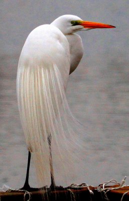 Egret