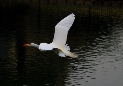 Egret