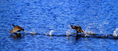birds