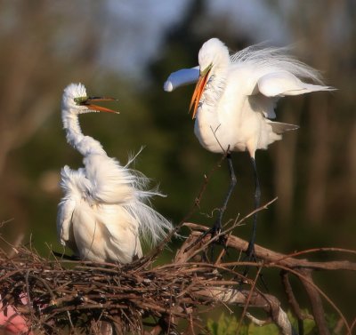 birds_2010