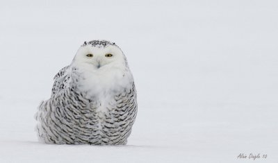 harfang des neiges