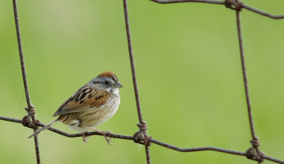 bruant des marais