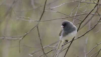 junco ardois