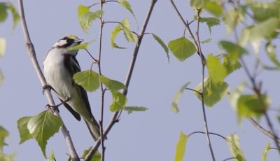 paruline  flancs marron