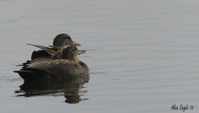 canard chipeau.jpg