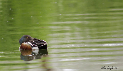 canard souchet.jpg