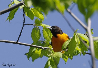 oriole du Nord.jpg