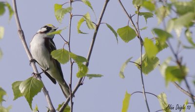 paruline  flancs marrons.jpg