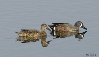 sarcelle  ailes bleues.jpg
