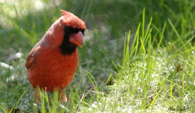 cardinal rouge portrait.jpg