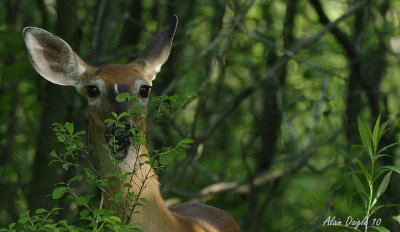 cerf de virginie