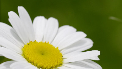 marguerite close up