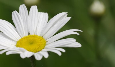 marguerite